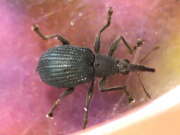 Thumbnail 432645 B