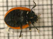Thumbnail 432649 B