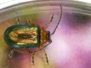 Thumbnail 432650 B
