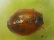 Thumbnail 432657 B