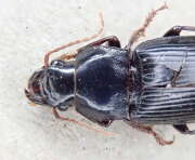 Thumbnail 432759 B