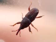 Thumbnail 432771 B