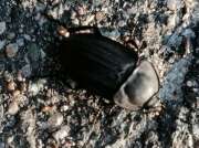 Thumbnail 432817 B