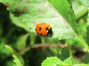 Thumbnail 432830