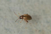 Thumbnail 432835 B