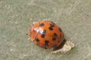 Thumbnail 432845 A