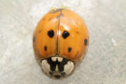 Thumbnail 432847 B