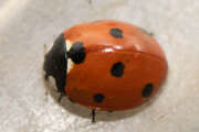 Thumbnail 432849 A