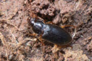 Thumbnail 432852 B