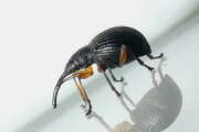 Thumbnail 432920 B