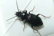 Thumbnail 432974 B