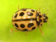Thumbnail 432986 B