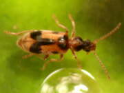 Thumbnail 432987 B