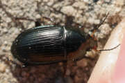 Thumbnail 433019 B