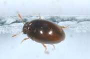 Thumbnail 433070 A