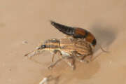Thumbnail 433079 B