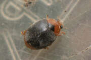 Thumbnail 433102 B