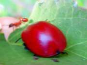 Thumbnail 433103 B