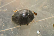 Thumbnail 433104 A