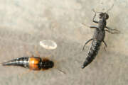 Thumbnail 433116 B