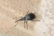 Thumbnail 433120 B