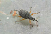 Thumbnail 433124 A