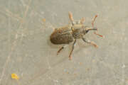 Thumbnail 433128 B