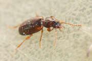 Thumbnail 433130 B