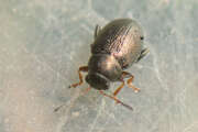 Thumbnail 433132 A