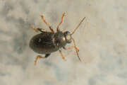 Thumbnail 433132 B