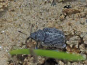 Thumbnail 433149 A