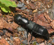 Thumbnail 433155 B