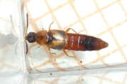 Thumbnail 433167 B