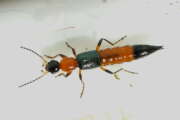 Thumbnail 433185 B