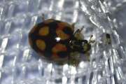 Thumbnail 433186 A
