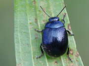 Thumbnail 433187 B