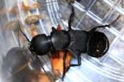 Thumbnail 433211 B