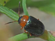 Thumbnail 433247 B