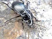 Thumbnail 433268 B