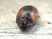 Thumbnail 433276 B