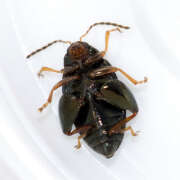 Thumbnail 433304 B