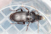 Thumbnail 433320 A