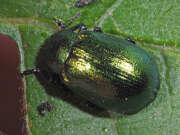 Thumbnail 433403 B