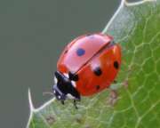 Thumbnail 433513 A