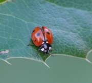 Thumbnail 433513 B