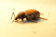 Thumbnail 433522 B