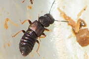 Thumbnail 433527 B