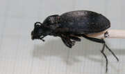 Thumbnail 433532 B