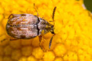 Thumbnail 433538 A