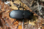 Thumbnail 433539 B